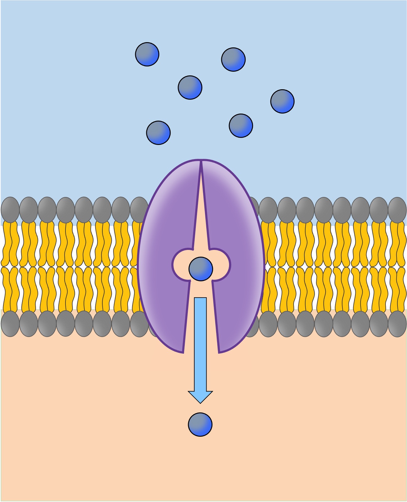 Facilitated Diffusion
